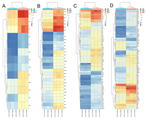 Hierarchical clustering of DGEs during OS differentiation of bone marrow MSCs.