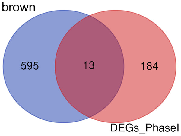 Common genes between the brown module and differential expression.