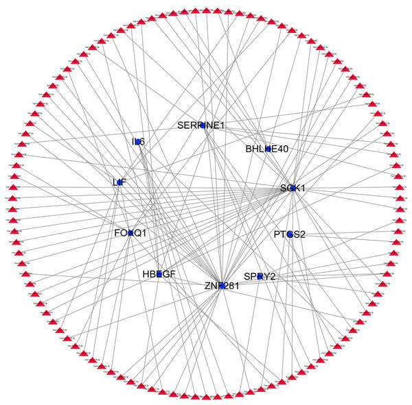 miRNA gene regulatory network analysis.