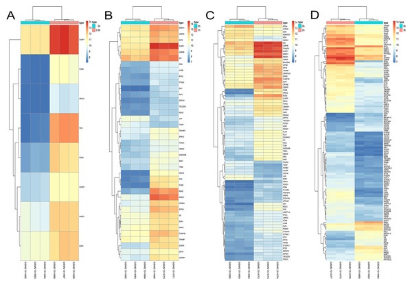 Hierarchical clustering of DGEs during AD differentiation of bone marrow MSCs.