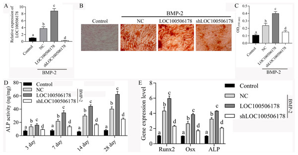 LOC100506178 promotes BMP2-induced osteogenic differentiation of hBMSCs.