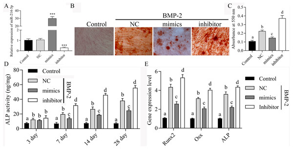 miR-214-5p inhibits BMP2-induced osteogenic differentiation of hBMSCs.
