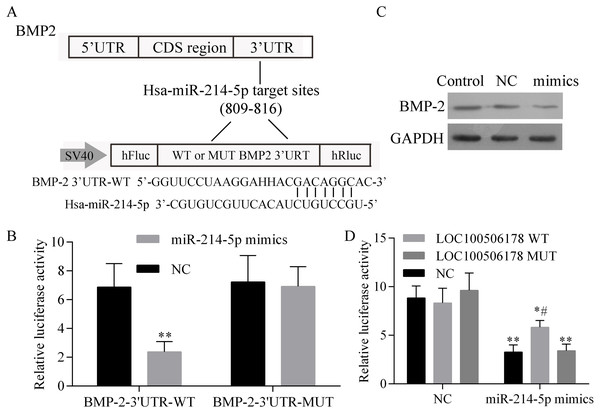 LOC100506178 positively regulates BMP2 expression through sponging miR-214-5p.
