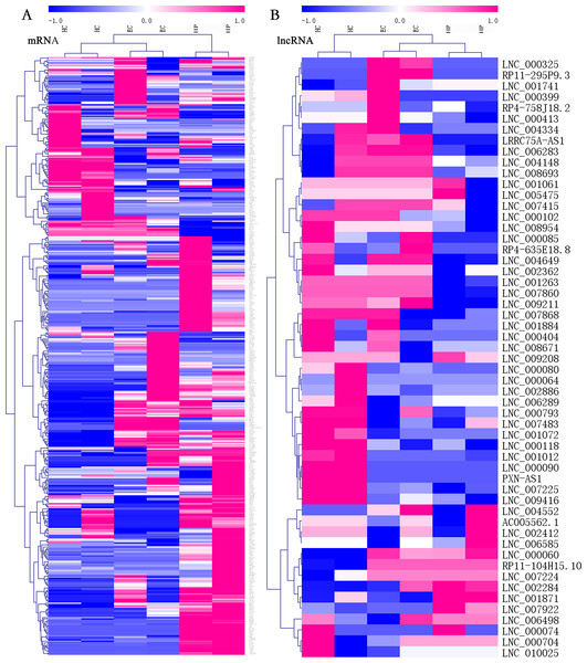 Heatmaps of differentially expressed (DE) mRNAs and long non-coding RNAs (lncRNAs).