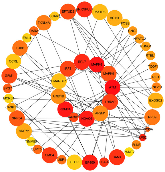 Protein–protein interaction (PPI) network of differentially expressed (DE) mRNAs.