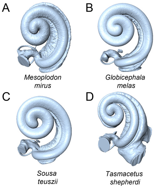 Cochleae of taxa near the extremes of the morphospace shown in Fig. 3 (not to scale).