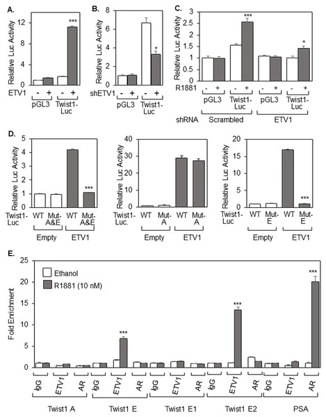 ETV1 activates Twist1 expression through a proximal Ets-responsive region of the Twist1 promoter.