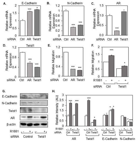 Twist1 is required for androgen-induced migration of prostate cancer cells.