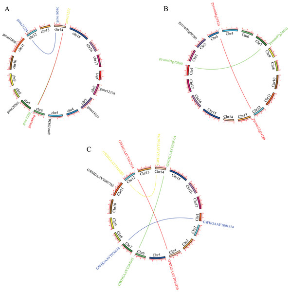 Localization and synteny of the PEBP genes in pear genomes.