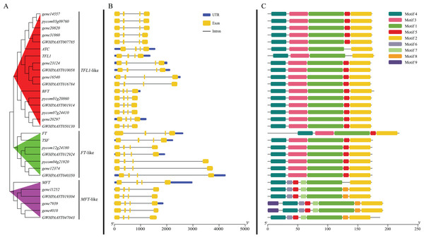 Phylogenetic relationships, gene structure and motifs in PEBP genes from pears.
