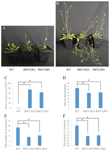 Flowering phenotype of 35S:PbFT transgenic Arabidopsis.