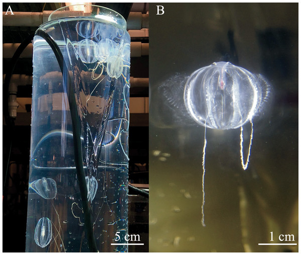 Spawning ctenophores in the diffusion tubes.