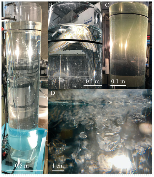 Taller diffusion tube setup for Leucothea pulchra.