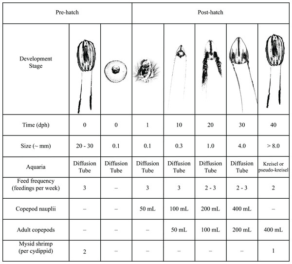 Detailed feeding protocol for Hormiphora californensis.