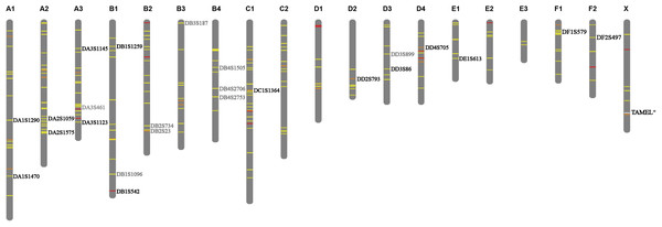 Distribution of selected STRs on chromosomes.