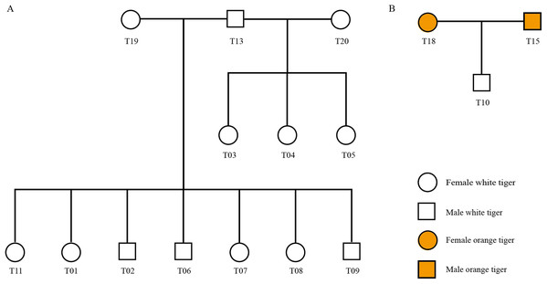 Pedigree tree of the identified tigers.