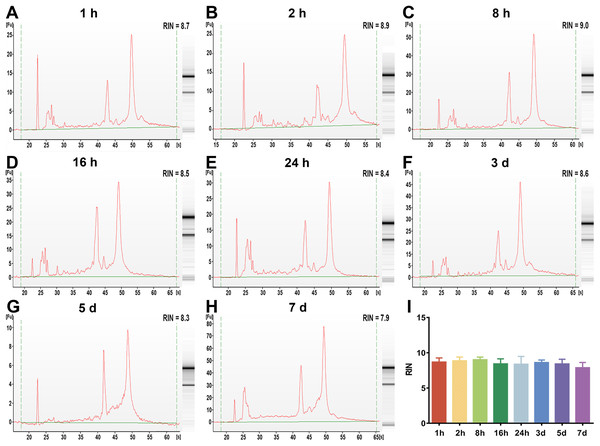 The assessment of leukocyte RNA integrity under different preservation durations (from 1 h to 7 days) at 4 °C.