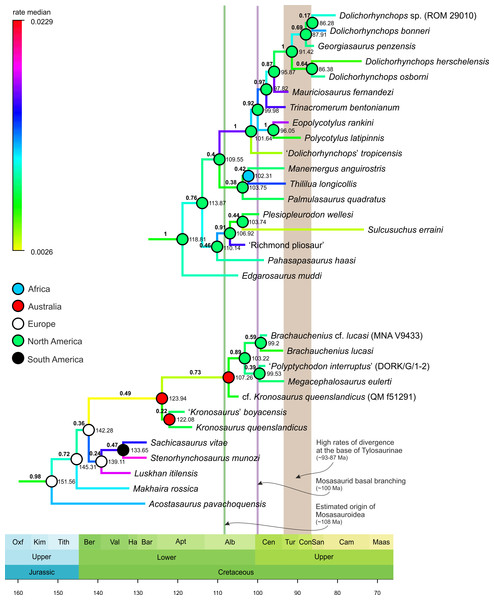Selected segments of the Maximum Clade Credibility Tree (MCCT) of Plesiosauria.