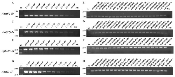 The sensitivity and accuracy evaluation of Aac(6′)-Ib, Ant(3″)-Ia, Aph(3′)-Ia, and Aac(3)-II resistance genes by S-PCR.