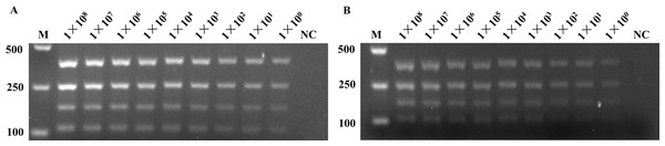 The sensitivity evaluation of M-PCR.
