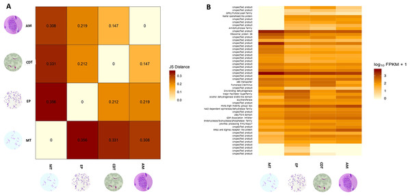 Analysis of differentially expressed genes (DEGs).