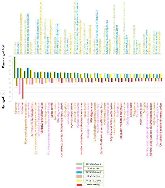 The 15 most differentially regulated pathways.