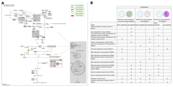 Autophagy processes.