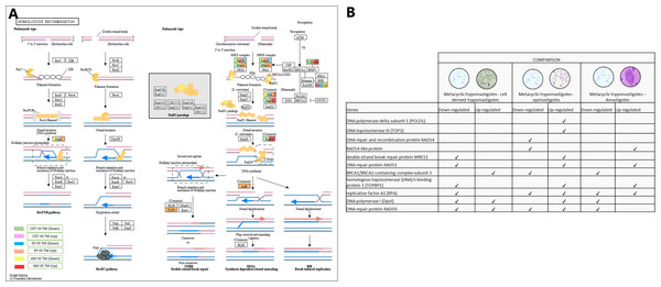 Homologous recombination processes.