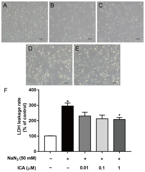 Effects of ICA on the LDH leakage rate of NaN3-injured PC12 cells.