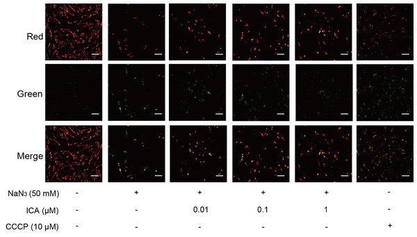 Effect of ICA on MMP in NaN3-injured PC12 cells.