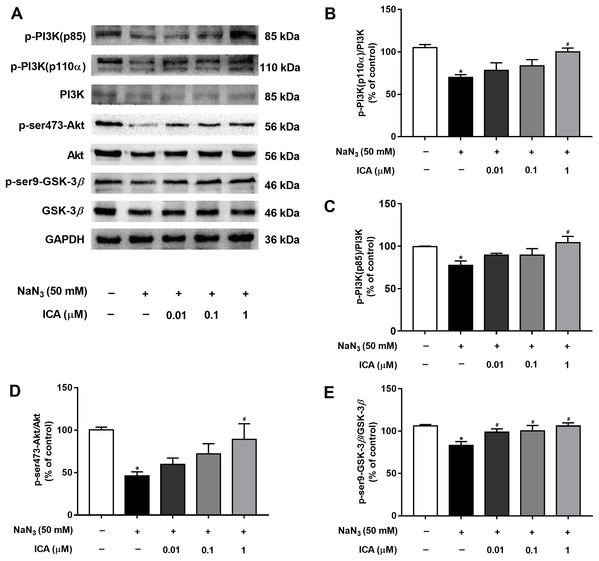 Effect of ICA on the PI3K/Akt/GSK-3β signaling pathway in NaN3-injured PC12 cells.
