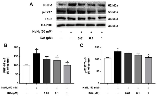 Effect of ICA on the phosphorylation level of Tau in NaN3-injured PC12 cells.