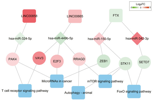 ceRNAs interaction network of lncRNA–miRNA–mRNA-KEGG pathway.