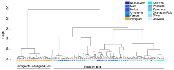 Cluster analysis of juvenile and adult starlings.