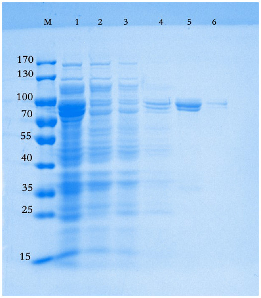 Representative gel of purification steps of chitinase from Paenibacillus chitinolyticus strain UMBR 0002.