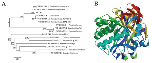 Phylogenetic analysis and homology model of chitinase from Paenibacillus chitinolyticus strain UMBR 0002.