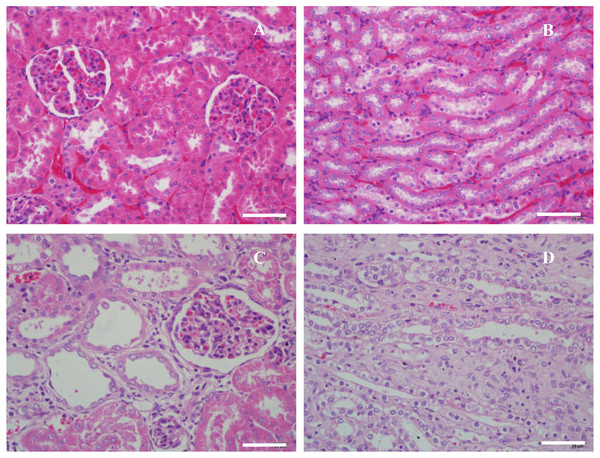 Uricase-deficient rat is generated with CRISPR/Cas9 technique [PeerJ]