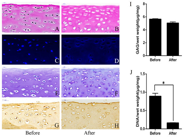 Evaluation of cartilage before and after decellularization procedure.
