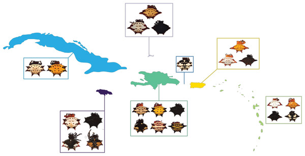 G. cancriformis phenotypes collected from Cuba, Hispaniola, Puerto Rico, Jamaica, Mona, TCI and the Lesser Antilles.
