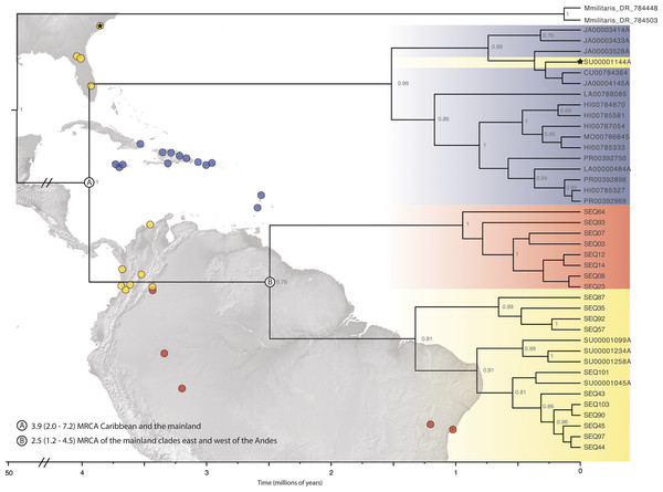 Beast divergence times estimations of concatenated phylogeny.