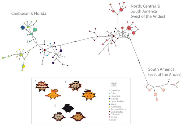 Haplotype network (COI) of Gasteracantha collected in the Caribbean and North, Central and South America.