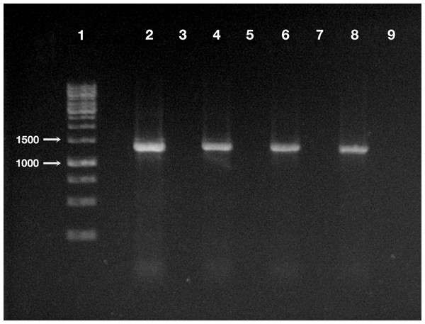 Detection of “Ca. Trichorickettsia mobilis” DNA in treated and control planarians by PCR.