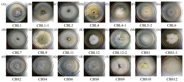 The colony morphology of endophytic fungi Conyza blinii H. Lév.