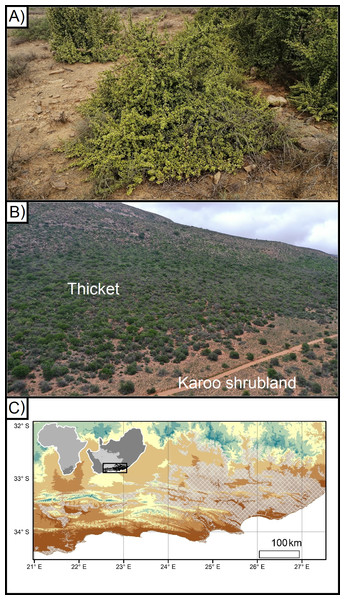 Portulacaria afra (spekboom), and the local- and regional treeline of thicket and Karoo shrubland.