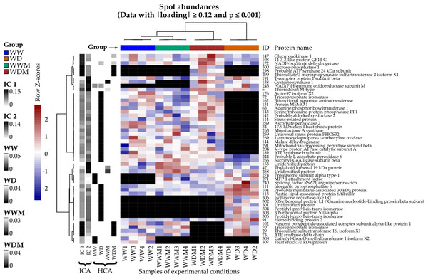 Heat map of differentially accumulated proteins in response to water deficit in mycorrhizal and nonmycorrhizal sorghum plants.