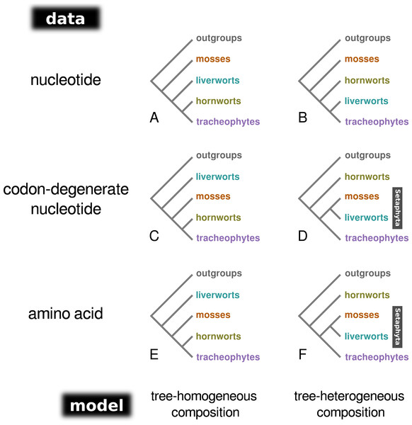A schematic representation of the topologies obtained from tree-homogeneous and tree-heterogeneous analyses of nucleotide, codon-degenerate nucleotide, and amino acid translation data.