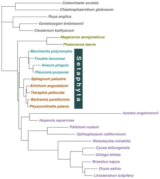 Majority-rule consensus tree inferred from the 36 gene, 26 taxon concatenated amino acid data.