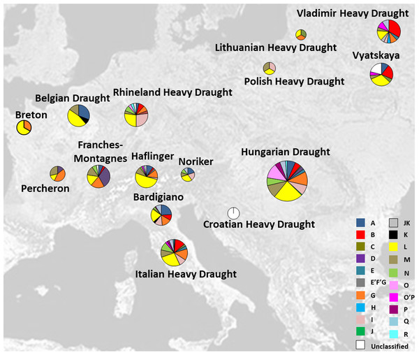 Italian and other European Heavy Horse breeds here analyzed and their respective haplogroup distribution.
