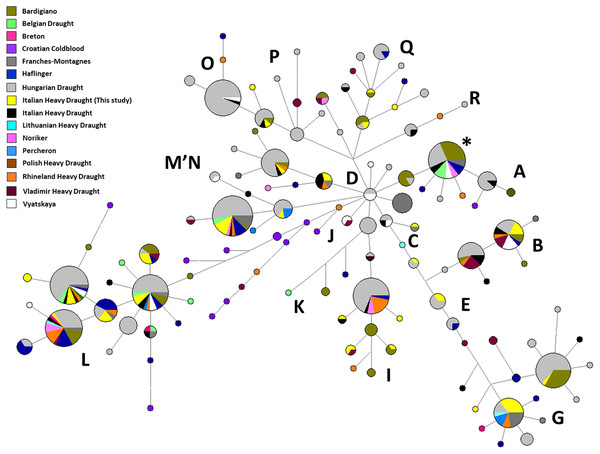 Median-Joining Network based on control-region sequences of Italian and other European Heavy Horse breeds here considered.