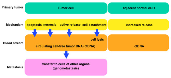 The general scheme comparing tumor and normal cells.